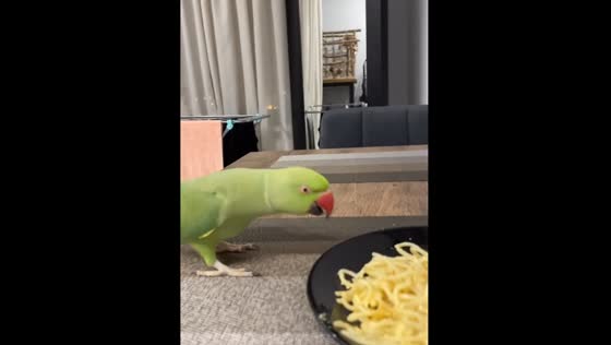Parrot Gets Hangry Over Carbonara Pasta! Hilarious Video!