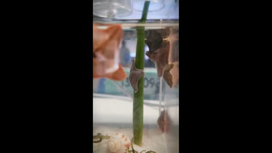 Starfish spins on stem like pole dancer in Shanghai, China