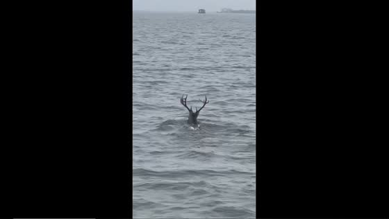 Unexpected wildlife encounter: deer takes a swim in Baffin Bay, Corpus Christi, Texas