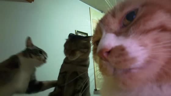 Calm cat ignores playful scuffle behind it in Shandong, China