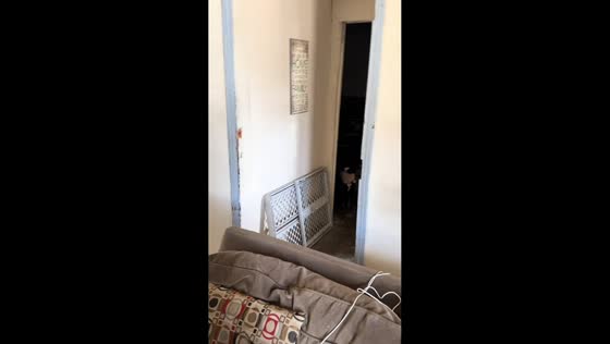 Dog hilariously bites doll while watching another dog being groomed in Ensenada, Mexico