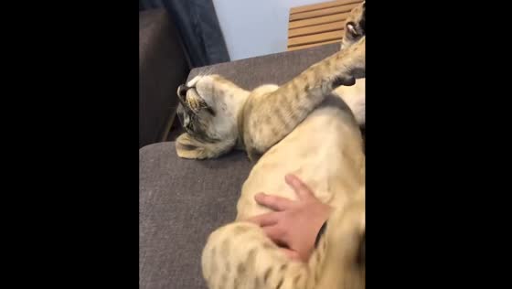 Petting a lion cub in Sirjan, Iran
