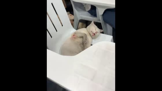 Sleeping cat spotted during class at review center in Cebu, Philippines