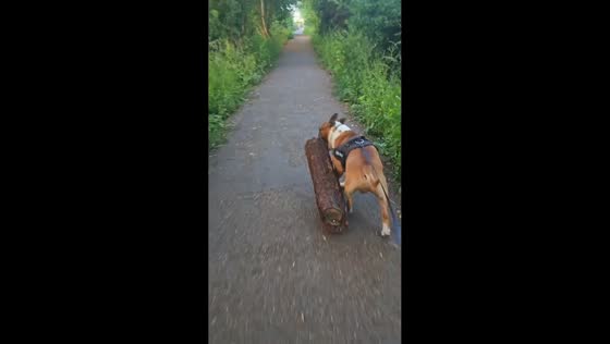 Bull Terrier carries large piece of wood in Scotland, UK