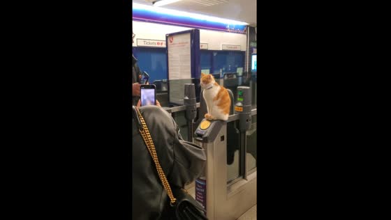 Charming feline nap interrupted: Stevenage Station's wake-up call