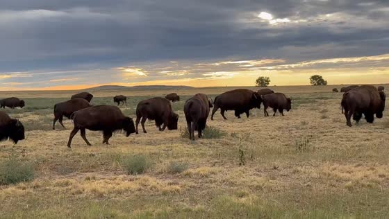 Massive bison herd spotted in Rocky Mountain Arsenal, Colorado