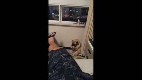 Pug hilariously “washes its face” in Jiangsu, China