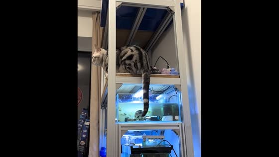 Turtle tries to catch cat’s tail from aquarium tank in Beijing