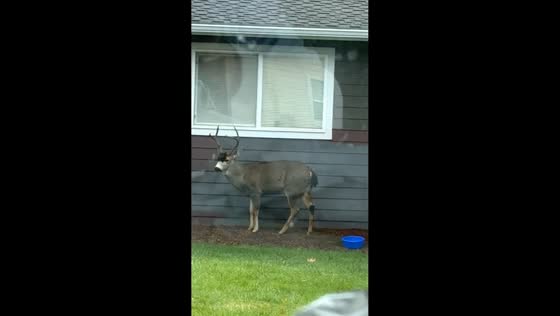 Man mistakes deer for statue in Anacortes, Washington, USA