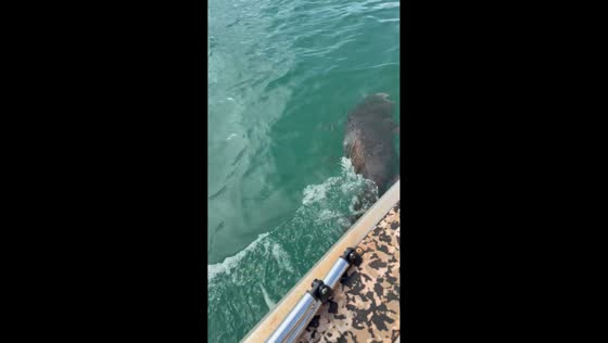 Queensland grouper ambushes caught fish near boat in Weipa, Australia