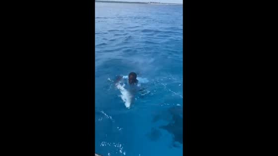 Dolphins and fish surprise tourists during boat adventure in Zanzibar, Tanzania