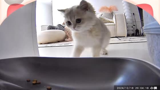 Kitten startled by automatic feeder in Zhejiang, China