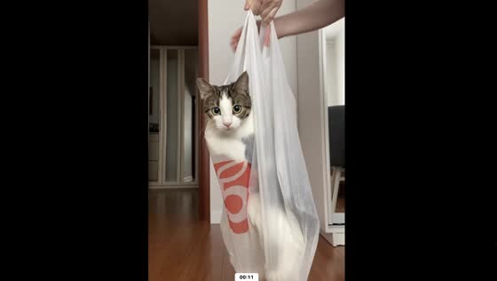 Cat Syoma Jumps Into Plastic Bag and Looks Out of It | Funny Video!