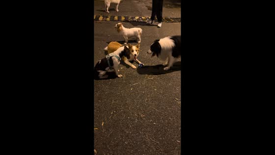 Border collie grabs ball and moves another dog in Tianjin, China