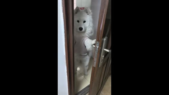 Samoyed closes door while standing on hind legs in Jiangsu, China