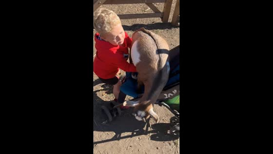 Toddler tries to put a goat in a stroller in Ipswich, England, UK