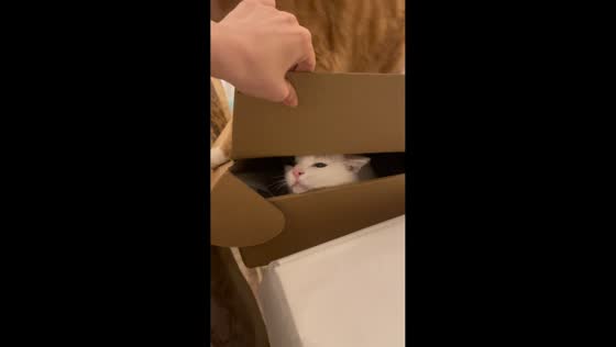 Pet cat traps another cat inside a box in Beijing, China