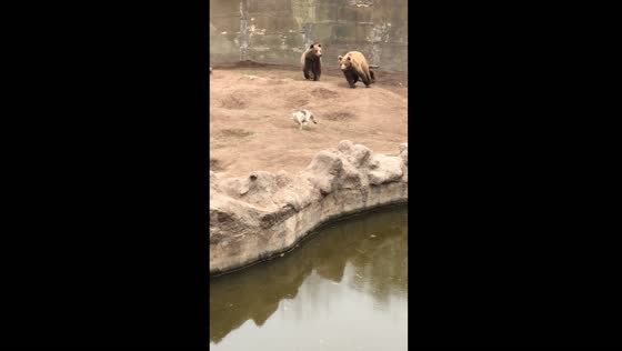 Cat Wilson's close call with bears at a zoo in Buenos Aires, Argentina