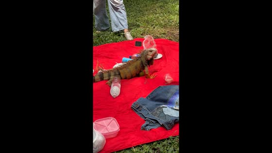 Iguana interrupts picnic: hilarious encounter in Cali, Colombia