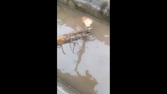 Man rescues cat trapped from flooded sewage channel in Sichuan, China