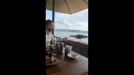 Hungry seagull teased by man in Istanbul, Turkey