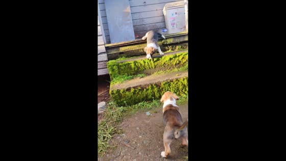 Scared puppy follows mother down stairs in Chile