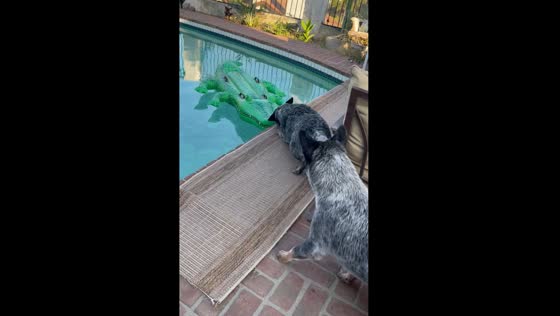 Dog saves puppy from toy alligator in Duarte, California pool