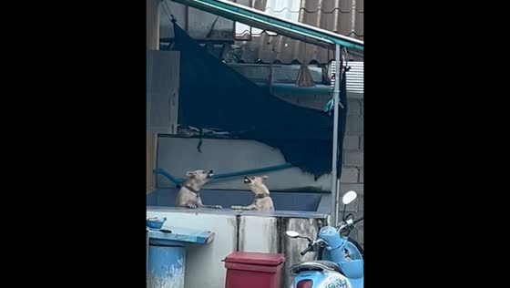 Two dogs lean on concrete ledge and observe together in Lampang, Thailand