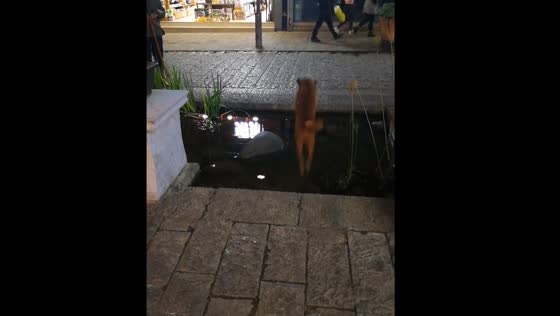 Dog successfully jumps wide puddle in Yunnan, China