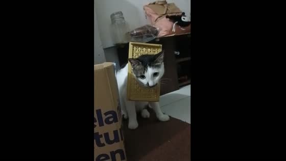 Cat walks around with object stuck around its neck