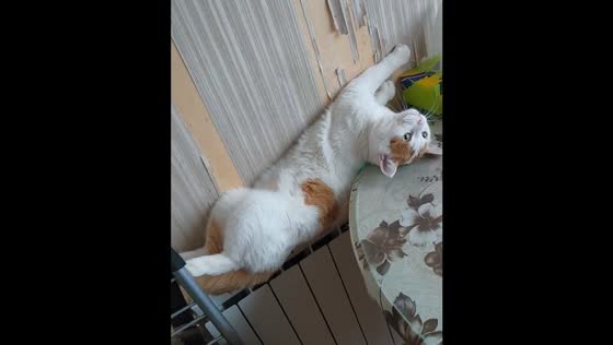 Cat warms itself on radiator in Kyiv, Ukraine