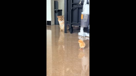 Chick repeatedly chases cat around house in Guangdong, China