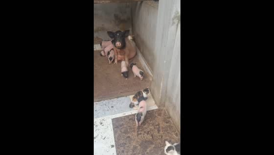 Cats and pigs peacefully share a cozy resting space in Hubei, China