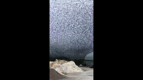 Thousands of starlings create mesmerizing murmuration in Barbezieux, France