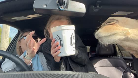 Camel sticks head through car window during drive-thru zoo visit in Pineville, USA