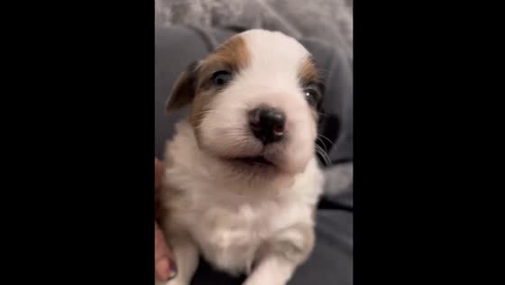 Owner instructing the puppy on how to make a howling sound