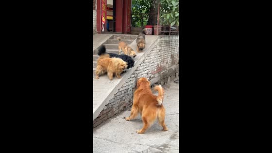 Golden retriever faces off with four barking dogs in Shanxi, China