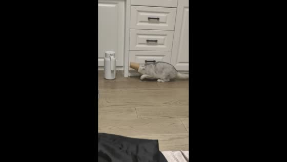 Playful cat gets its head stuck in a paper cup in Jiangsu, China