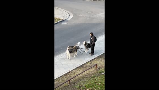 Dogs howl in unison on Odesa Street