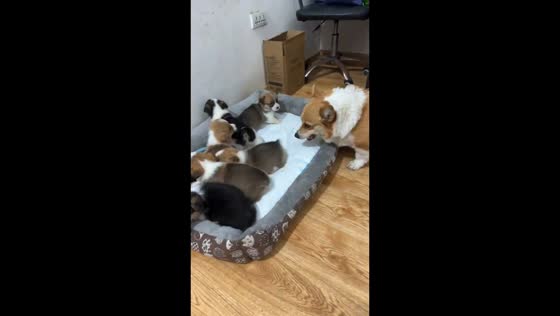 Puppies gather in corner as mother dog scolds in Hubei, China