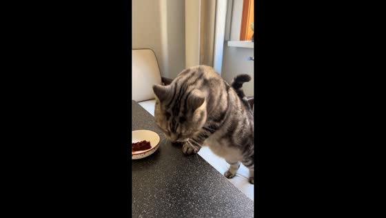 Cat knocks over saucer in Inner Mongolia, China