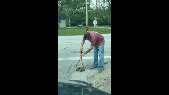Man carefully helps turtle cross road in Stockwell, Indiana, USA