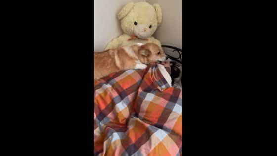 Yuzu the dog's heartwarming wake-up call for daughter's rare visit