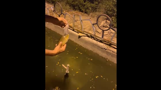 Person rescues fish trapped in plastic bag in Iraq
