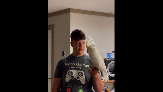 Bedtime battle: Ollie the parrot throws a feather-raising tantrum in DeRidder, Louisiana