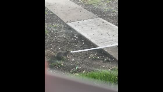 Squirrel pulls down Halloween decorations in Euless, Texas