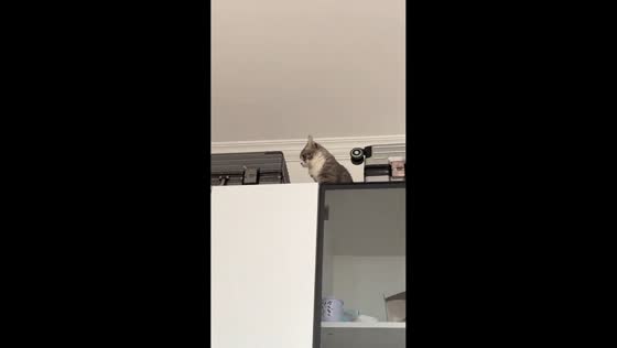 Cat attacks suitcase on top of the cabinet in Shanghai, China