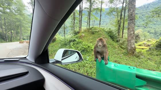 Monkey grabs bowl of snacks from visitors in Chongqing, China