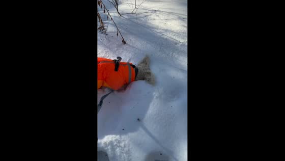 Huskyoodle Banksy playing in snow in Pont-Rouge, Canada