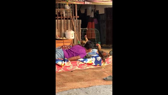 Rooster roosts near napping person’s head in Mueang Buri Ram District Thailand